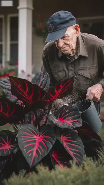 Black Hosta Seeds + 100 grams Organic Pot mix Free